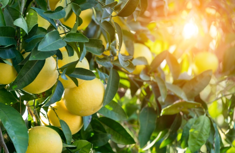 【季節のアロマで整える】5月は、グレープフルーツの香りでエネルギー不足を解消！