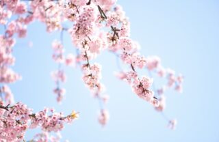 ［二十四節気］春分：自然と暮らしが息づく、日本の美しさを感じる季節