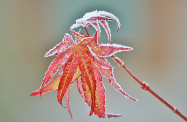 雪の降る朝の赤 二十四節気］小雪：わずかな雪が降る頃 -GREEN＊ENISHI 自然の
